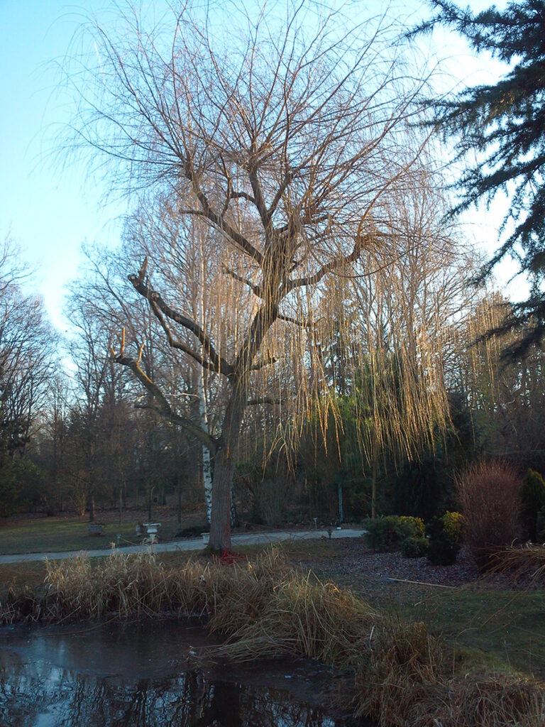 Taille d'un saule (avant)